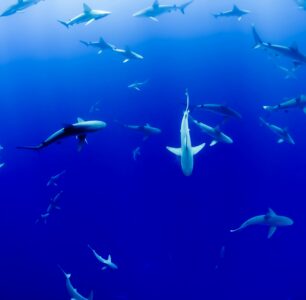 Why Sharks – and Sales – Deserve Better Stories