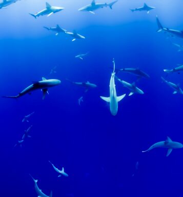 Why Sharks – and Sales – Deserve Better Stories